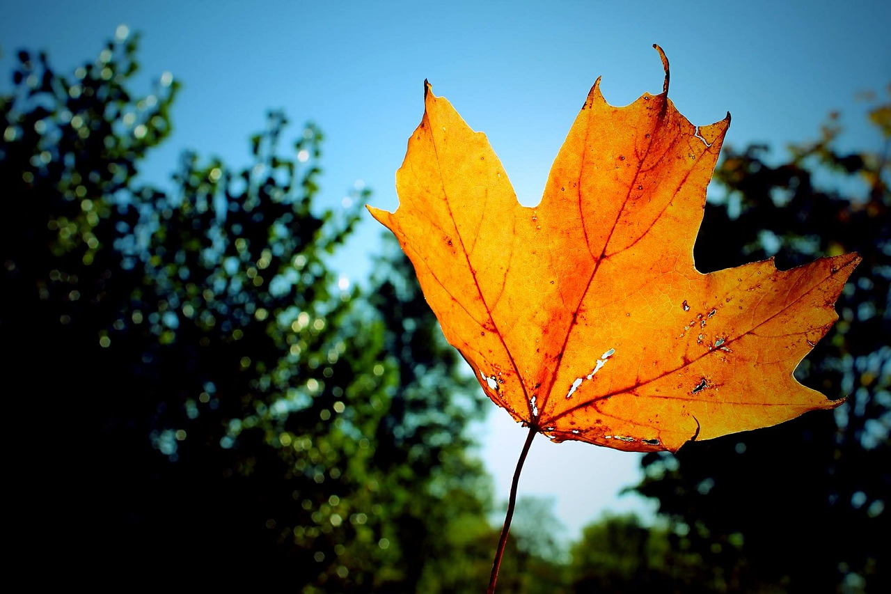 leaf-476975_1280