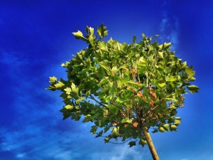 tree-824429_1280
